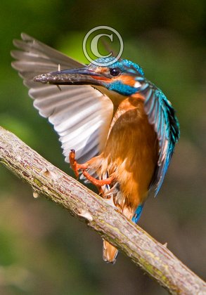 King Fisher DM0948